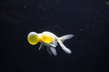 Bubble Eye  White 4 Inch (ID#307Be12c-84) Free2Day SHIPPING