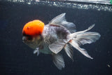 Thai Oranda  Red Cap 5.5 Inch (ID#1022To13a-51) Free2Day SHIPPING