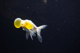 Bubble Eye  White 4 Inch (ID#307Be12c-84) Free2Day SHIPPING