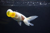 Bubble Eye  White 4 Inch (ID#307Be12c-84) Free2Day SHIPPING