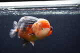 Jumbo Ranchu  Kirin 5.5 Inch (ID#411R6a-125)