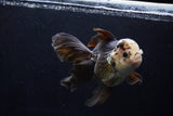 Thai Oranda  Panda 5.5 Inch (ID#1206To6b-105)