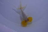 Bubble Eye  White 4 Inch (ID#307Be12c-84) Free2Day SHIPPING