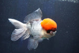 Thai Oranda  Red Cap 5.5 Inch (ID#1022To13a-51) Free2Day SHIPPING