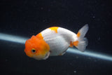 Juvenile Lionchu  Red White 4 Inch (ID#0103R11a-8) Free2Day SHIPPING