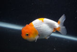 Juvenile Lionchu  Red White 4 Inch (ID#0103R11a-8) Free2Day SHIPPING