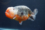 Jumbo Ranchu  Kirin 5.5 Inch (ID#411R6a-125)