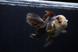 Thai Oranda  Panda 5.5 Inch (ID#1206To6b-105)