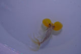 Bubble Eye  White 4 Inch (ID#307Be12c-84) Free2Day SHIPPING