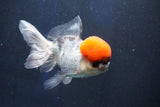 Thai Oranda  Red Cap 5.5 Inch (ID#1022To13a-51) Free2Day SHIPPING