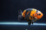 Milk Cow Ranchu  Calico 4 Inch (ID#1224R10c-87) Free2Day SHIPPING