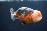 Jumbo Ranchu  Kirin 5.5 Inch (ID#411R6a-125)