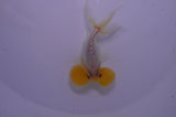 Bubble Eye  White 4 Inch (ID#307Be12c-84) Free2Day SHIPPING
