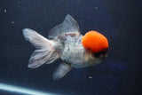 Thai Oranda  Red Cap 5.5 Inch (ID#1022To13a-51) Free2Day SHIPPING