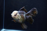 Thai Oranda  Panda 5.5 Inch (ID#1206To6b-105)