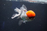 Thai Oranda  Red Cap 5.5 Inch (ID#1022To13a-51) Free2Day SHIPPING