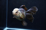 Thai Oranda  Panda 5.5 Inch (ID#1206To6b-105)