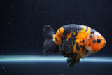 Milk Cow Ranchu  Calico 4 Inch (ID#1224R10c-87) Free2Day SHIPPING