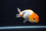 Juvenile Lionchu  Red White 4 Inch (ID#0103R11a-8) Free2Day SHIPPING