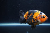 Milk Cow Ranchu  Calico 4 Inch (ID#1224R10c-87) Free2Day SHIPPING