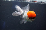 Thai Oranda  Red Cap 5.5 Inch (ID#1022To13a-51) Free2Day SHIPPING