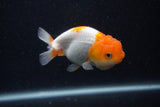 Juvenile Lionchu  Red White 4 Inch (ID#0103R11a-8) Free2Day SHIPPING