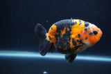 Milk Cow Ranchu  Calico 4 Inch (ID#1224R10c-87) Free2Day SHIPPING