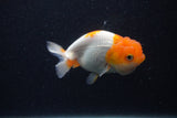 Juvenile Lionchu  Red White 4 Inch (ID#0103R11a-8) Free2Day SHIPPING