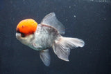 Thai Oranda  Red Cap 5.5 Inch (ID#1022To13a-51) Free2Day SHIPPING