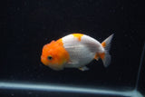 Juvenile Lionchu  Red White 4 Inch (ID#0103R11a-8) Free2Day SHIPPING