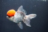 Thai Oranda  Red Cap 5.5 Inch (ID#1022To13a-51) Free2Day SHIPPING