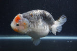 Ranchu  Kirin 5.5 Inch (ID#415R6a-120)