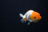 Juvenile Lionchu  Red White 4 Inch (ID#0103R11a-8) Free2Day SHIPPING