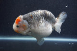 Ranchu  Kirin 5.5 Inch (ID#415R6a-120)