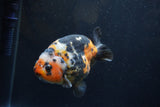 Milk Cow Ranchu  Calico 4 Inch (ID#1224R10c-87) Free2Day SHIPPING