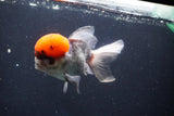 Thai Oranda  Red Cap 5.5 Inch (ID#1022To13a-51) Free2Day SHIPPING