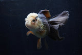 Thai Oranda  Panda 5.5 Inch (ID#1206To6b-105)