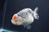 Ranchu  Kirin 5.5 Inch (ID#415R6a-120)