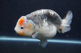 Ranchu  Kirin 5.5 Inch (ID#415R6a-120)