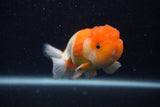 Juvenile Lionchu  Red White 3.5 Inch (ID#0103R11a-9) Free2Day SHIPPING