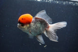 Thai Oranda  Red Cap 5.5 Inch (ID#1022To13a-51) Free2Day SHIPPING