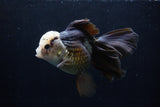 Thai Oranda  Panda 5.5 Inch (ID#1206To6b-105)