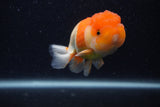 Juvenile Lionchu  Red White 3.5 Inch (ID#0103R11a-9) Free2Day SHIPPING