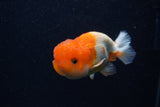 Juvenile Lionchu  Red White 3.5 Inch (ID#0103R11a-9) Free2Day SHIPPING