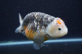 Ranchu  Kirin 5.5 Inch (ID#415R6a-120)