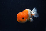 Juvenile Lionchu  Red White 3.5 Inch (ID#0103R11a-9) Free2Day SHIPPING