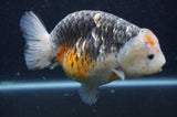 Ranchu  Kirin 5.5 Inch (ID#415R6a-120)