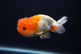 Juvenile Lionchu  Red White 3.5 Inch (ID#0103R11a-9) Free2Day SHIPPING