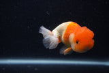 Juvenile Lionchu  Red White 3.5 Inch (ID#0103R11a-9) Free2Day SHIPPING