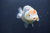 Ranchu  Kirin 5.5 Inch (ID#415R6a-120)